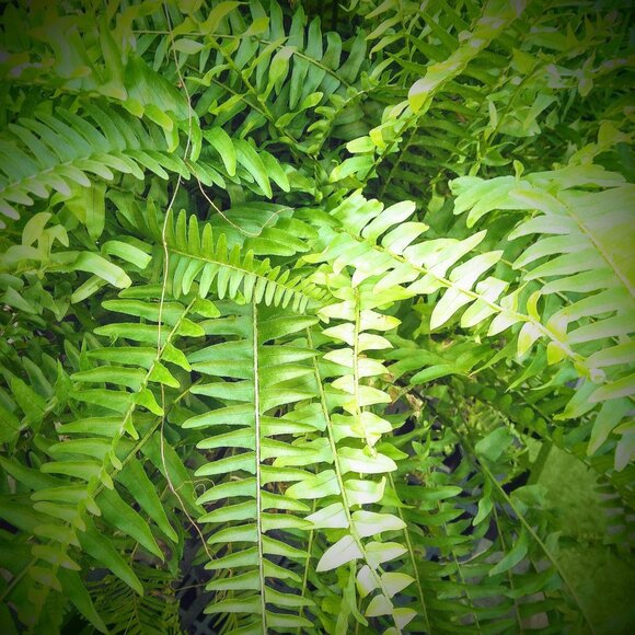 Art Photo